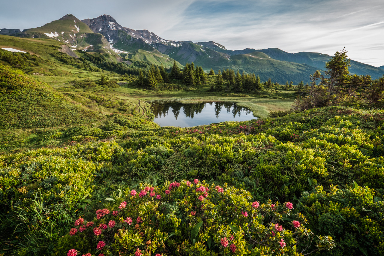 Alpine Wiesenlandschaft