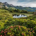 Alpine Wiesenlandschaft