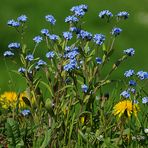 Alpiner Frühling