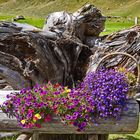 Alpiner Schmuck - Passeiertal - Südtirol