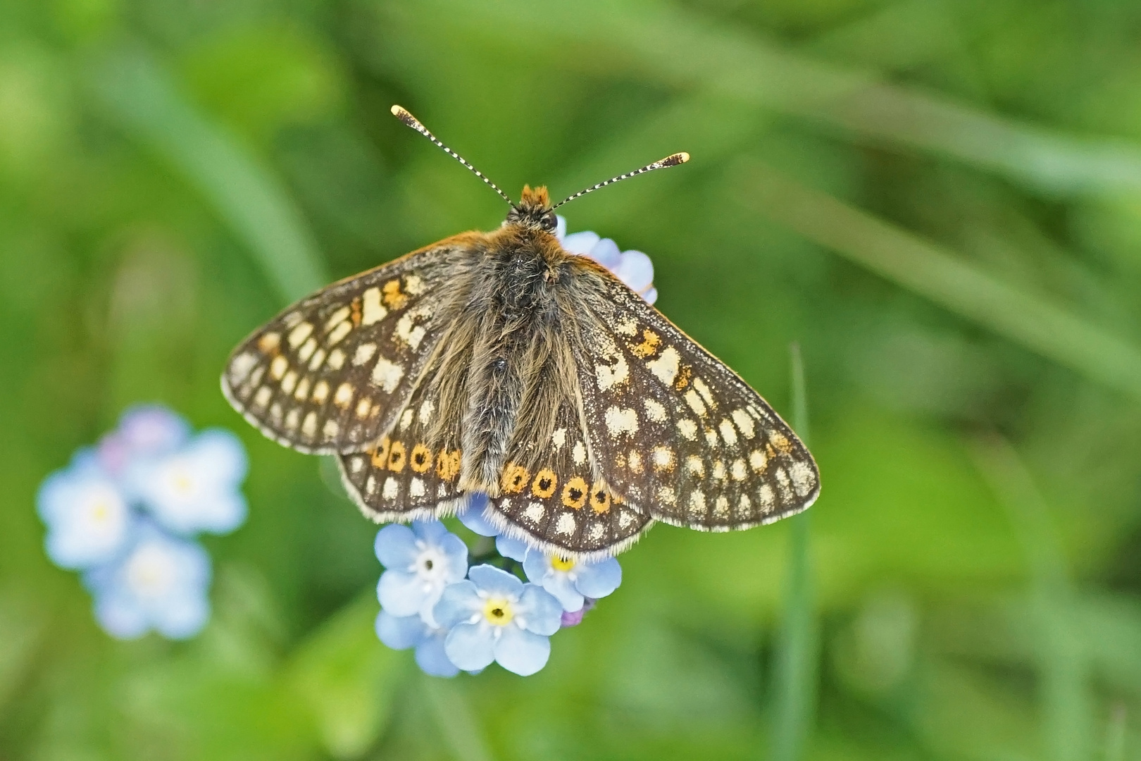 Alpiner Skabiosenscheckenfalter (Euphydryas aurinia debilis)