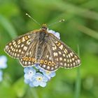 Alpiner Skabiosenscheckenfalter (Euphydryas aurinia debilis)