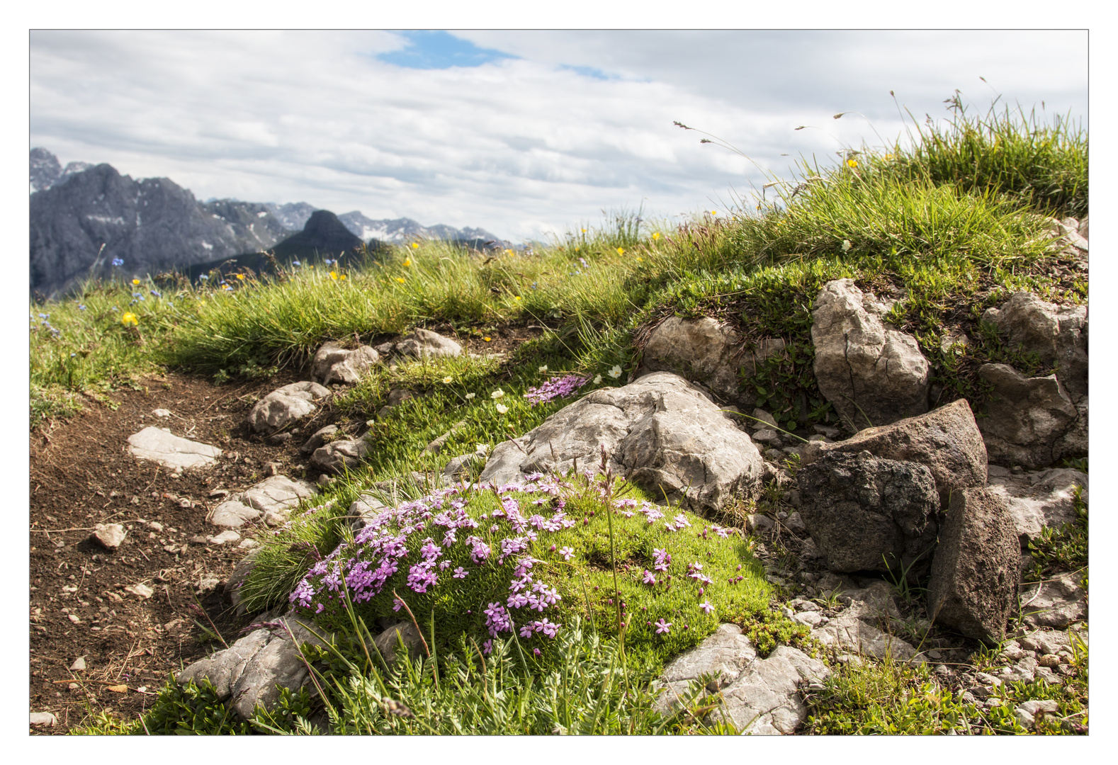 Alpiner Steingarten