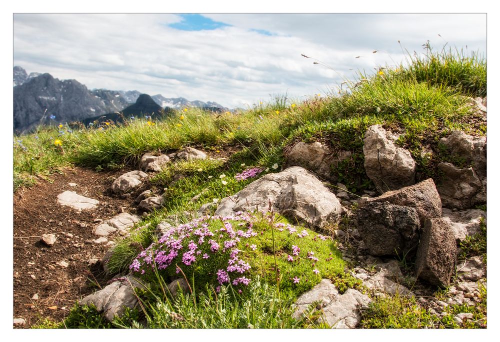 Alpiner Steingarten