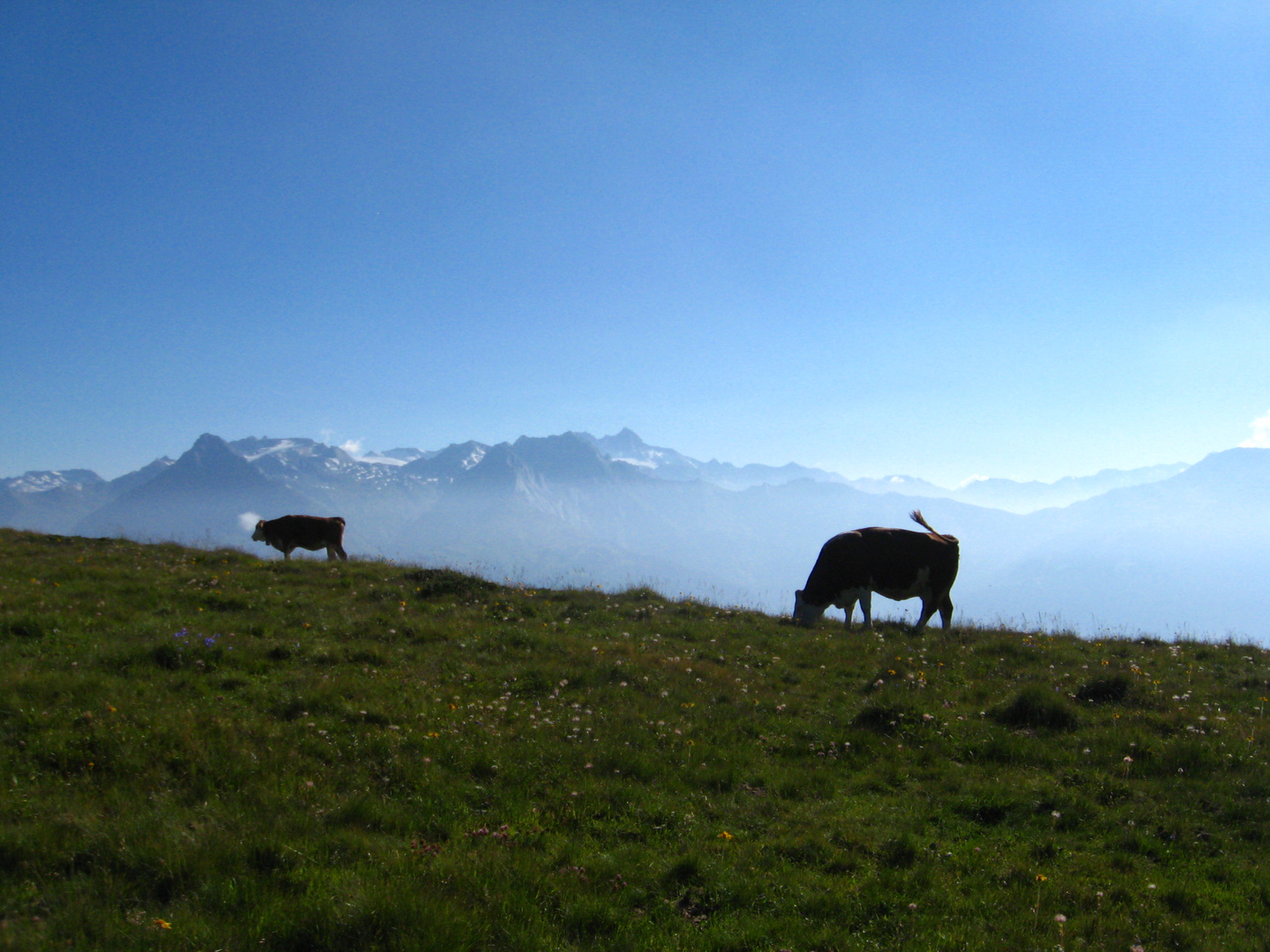 Alpiner Traumwelt