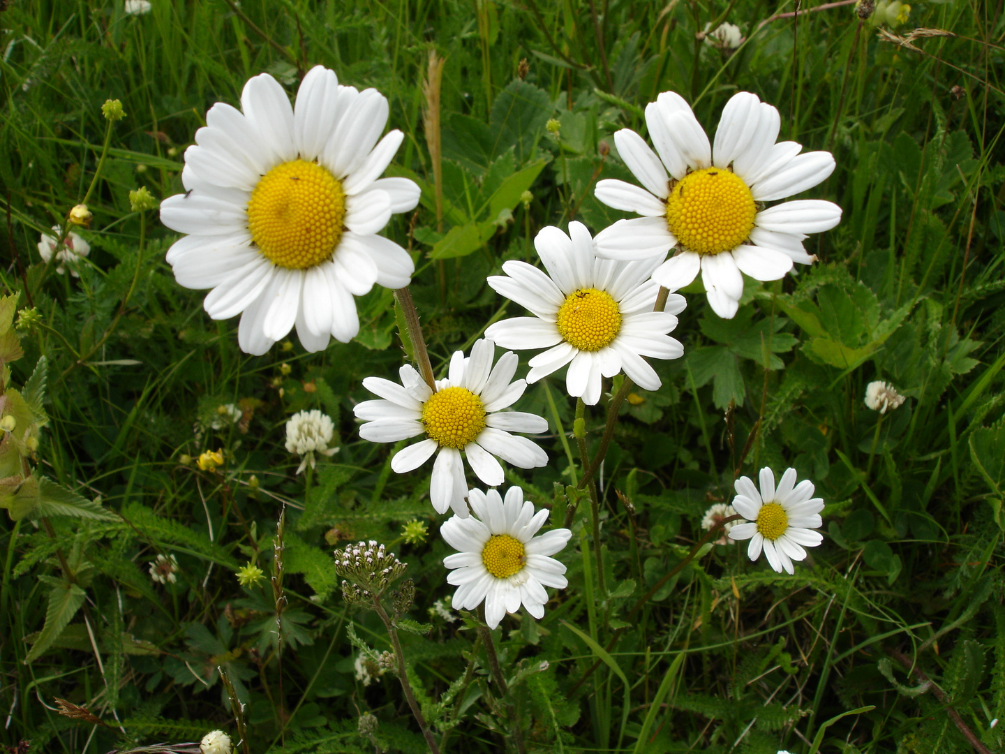 Alpines Gänseblümchen