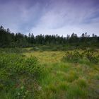 alpines Hochmoor