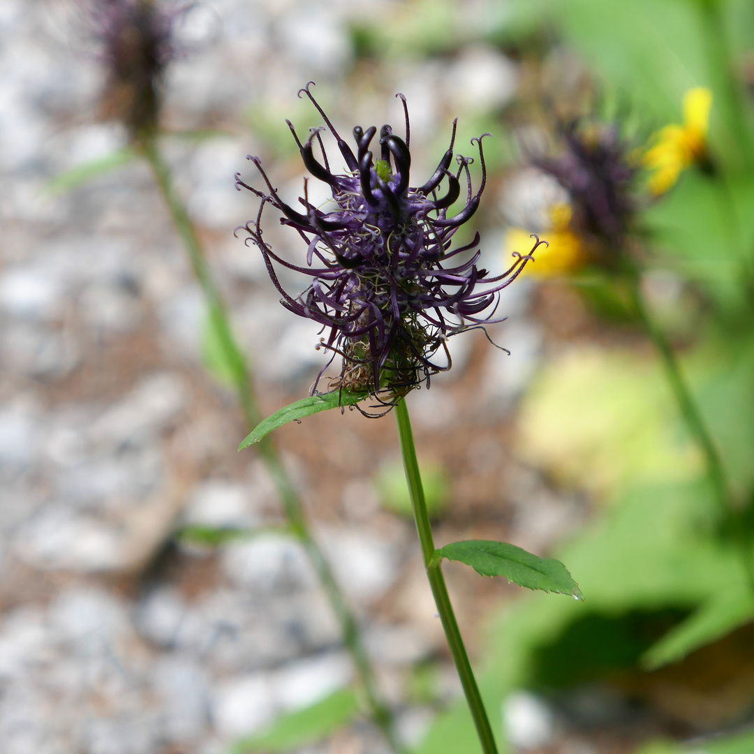 Alpines Mittwochsblümchen