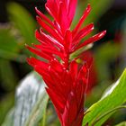 Alpinia purpurata