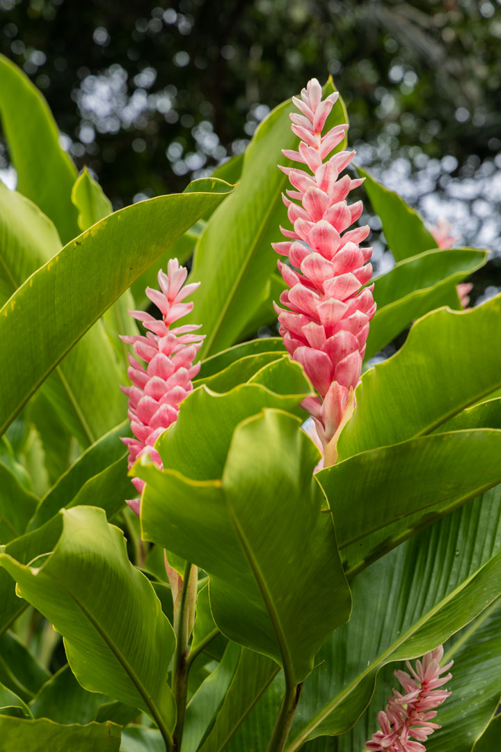 Alpinia purpurata