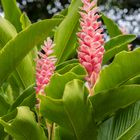 Alpinia purpurata