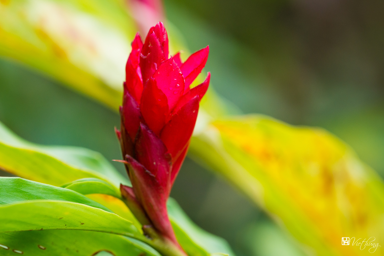 Alpinia purpurata