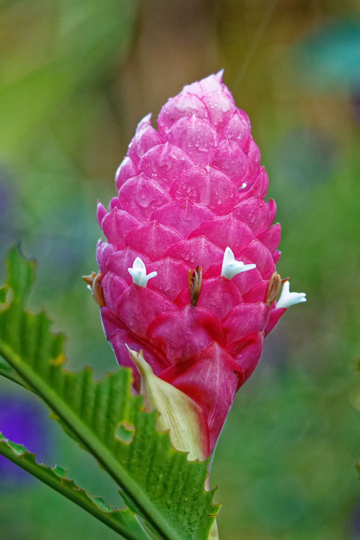 Alpinia Purpurata_3