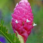 Alpinia Purpurata_3