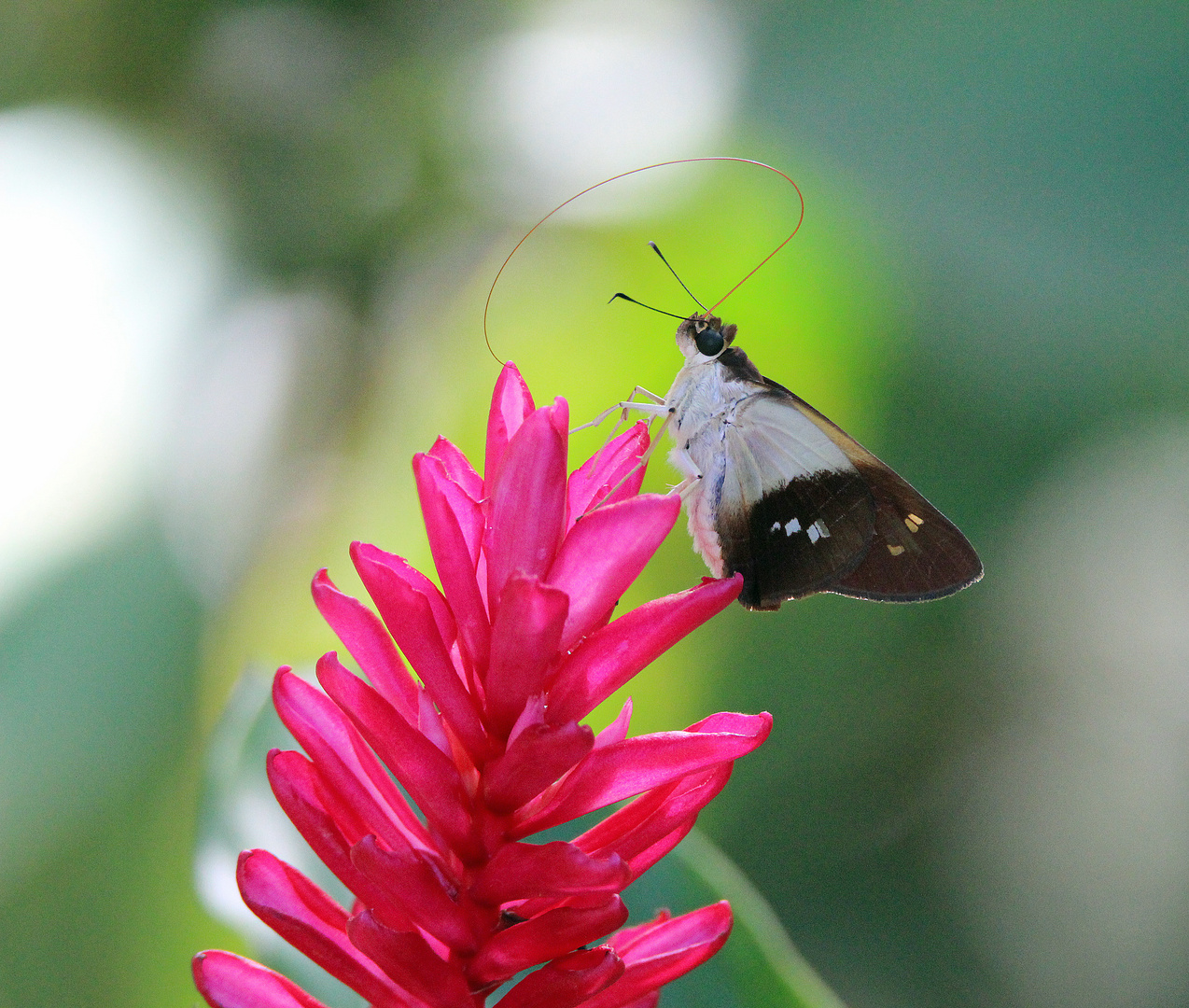 Alpinie mit Schmetterling