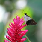 Alpinie mit Schmetterling