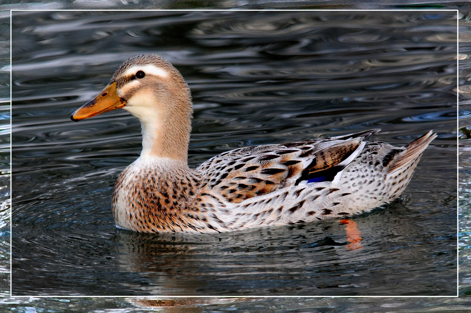 Alpino - Stockente?