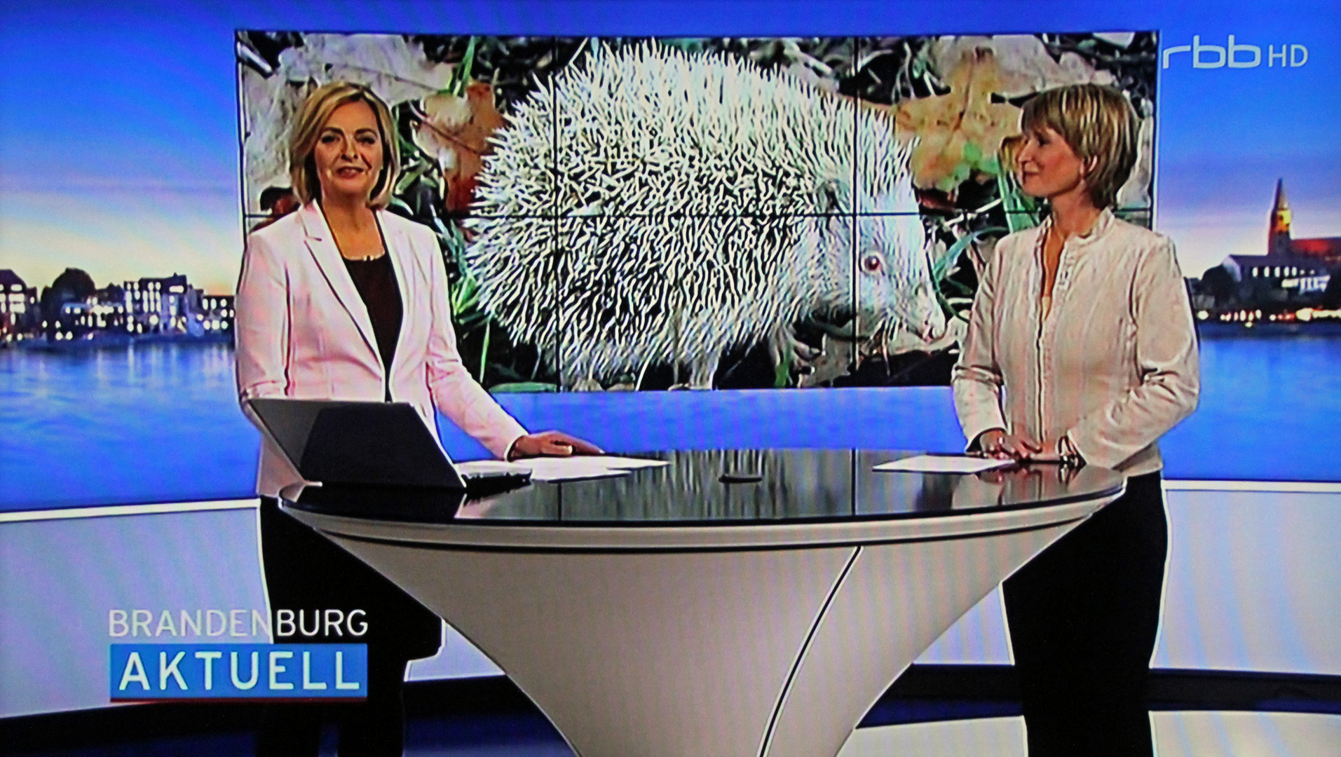 Alpinoigel als Fernsehstar