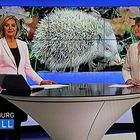 Alpinoigel als Fernsehstar