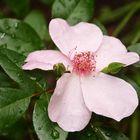 Alpinrose