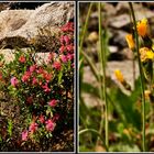 Alpinum - Botan. Garten Düsseldorf