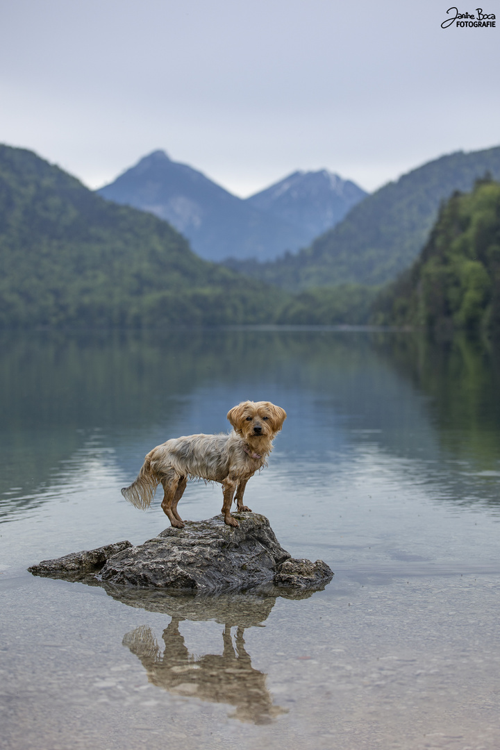 Alpsee