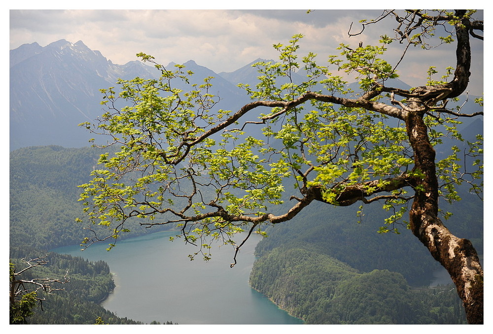 Alpsee