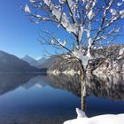 Alpsee im Winter