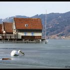 Alpsee, noch gefroren