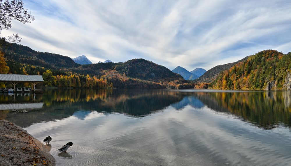 alpsee pano