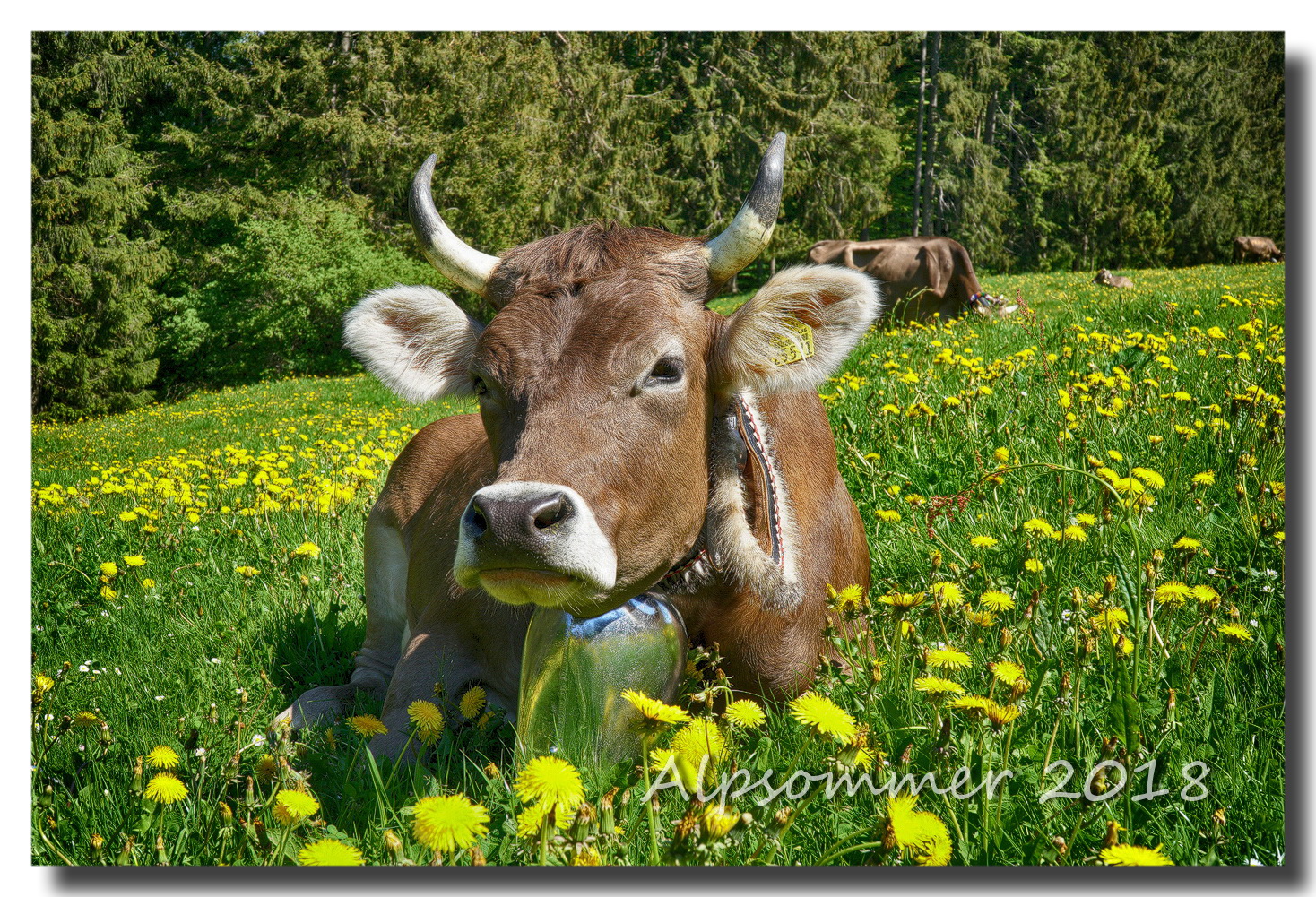 Alpsommer 2018