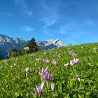 Alpspitze