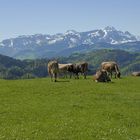 Alpstein mit Säntis