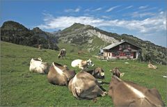 Alpsteinsches Alpleben...