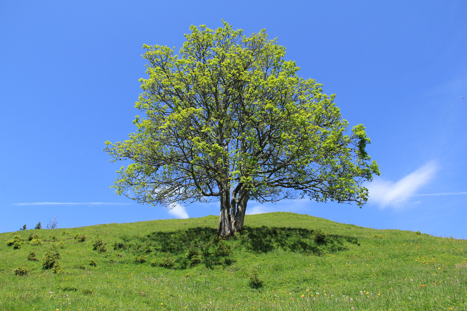 Alpwegkopf