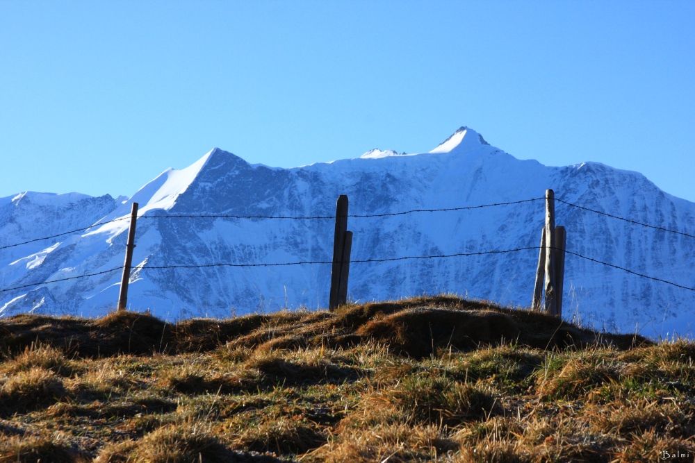 "Alpweiden mit Panorama-Blick"