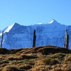 "Alpweiden mit Panorama-Blick"