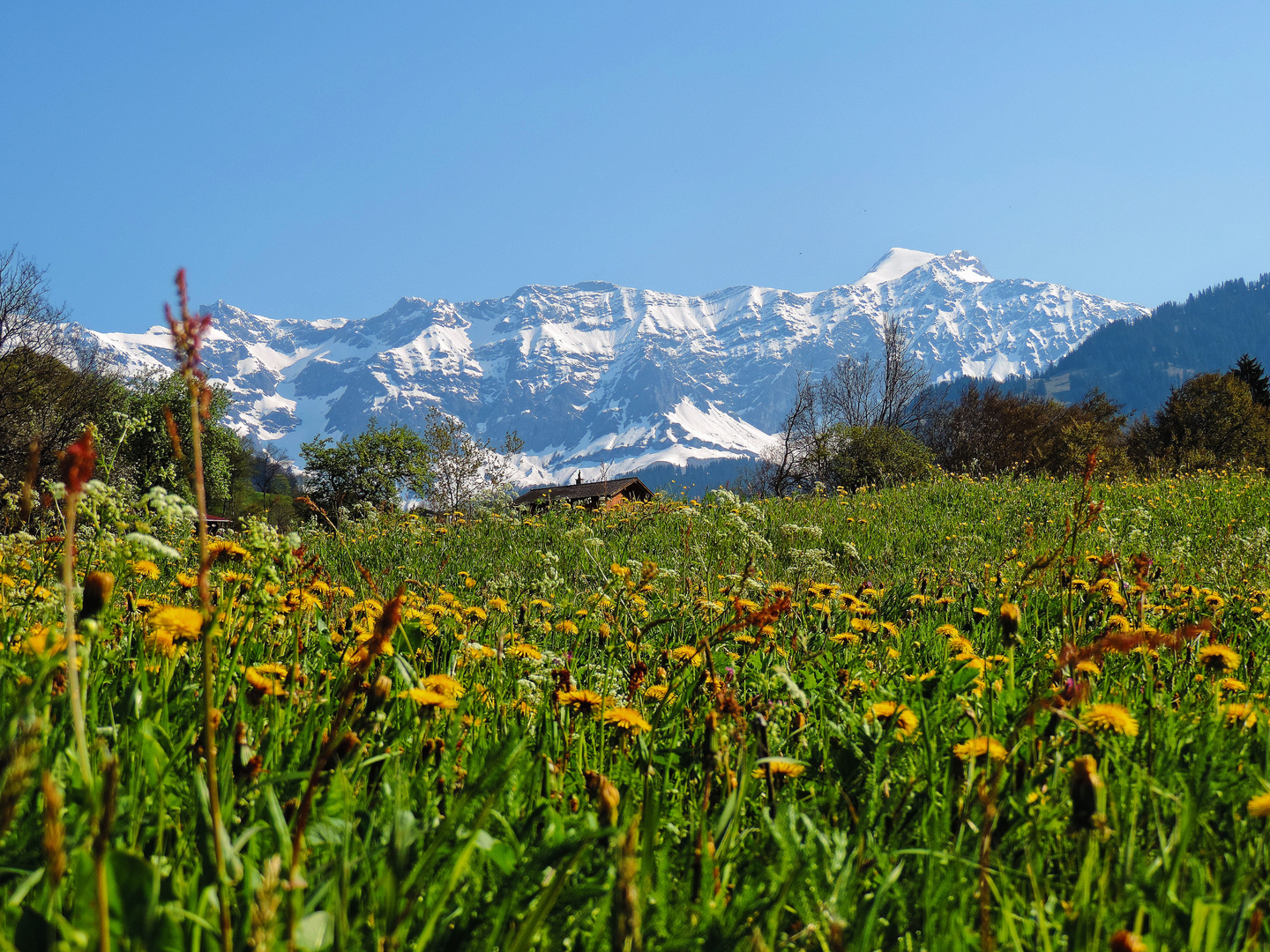 Alpwiese