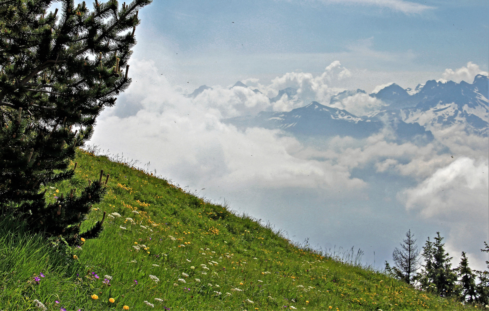 Alpwiese auf dem Stanserhorn