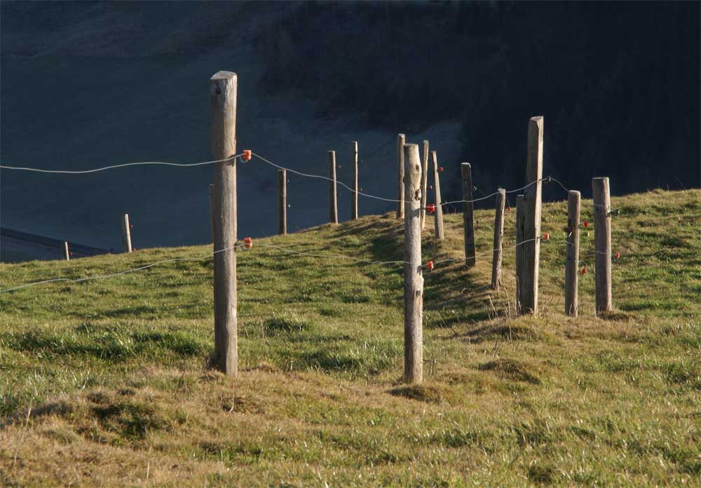 Alpzaun im Nachmittagslicht