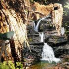 Alraune mit Wasserfall