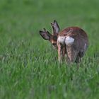 Als akrobatische Neugiernase