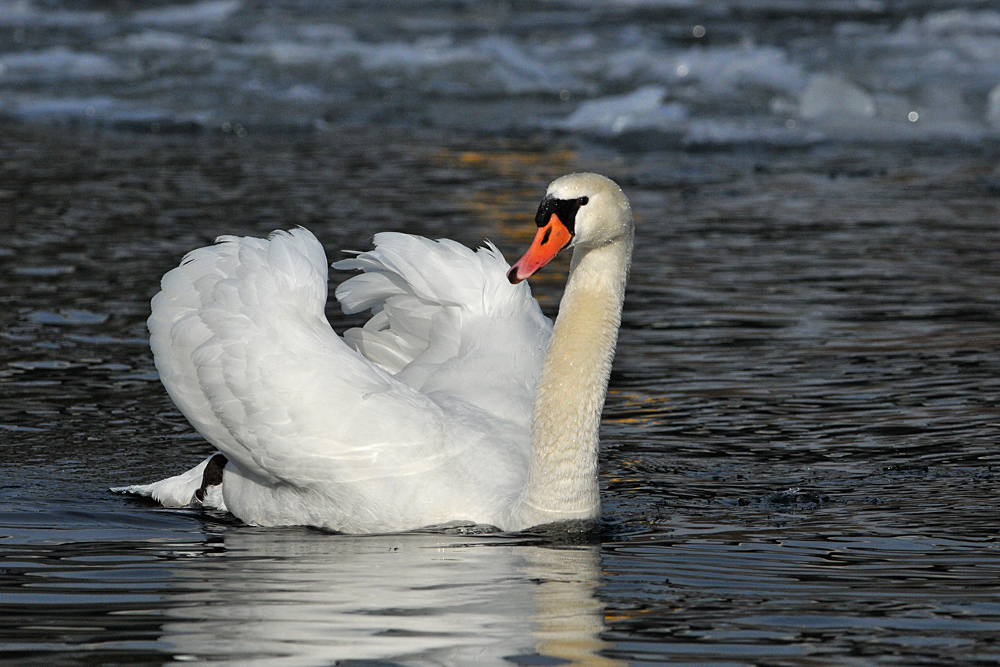 Als auf dem Main Eisschollen schwammen: Höckerschwan – Dominanz 01