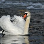 Als auf dem Main Eisschollen schwammen: Höckerschwan – Dominanz 01