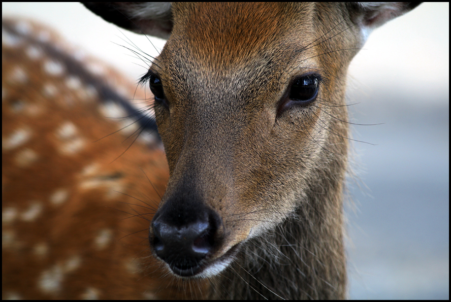 Als aus Bambi eine Lady wurde...