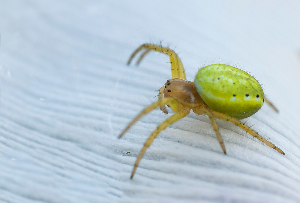 Als "Betthupferl" noch eine winzig kleine Spinne...