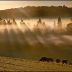 Als das Licht durch den Nebel brach...