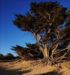 Als der Baum gestand,