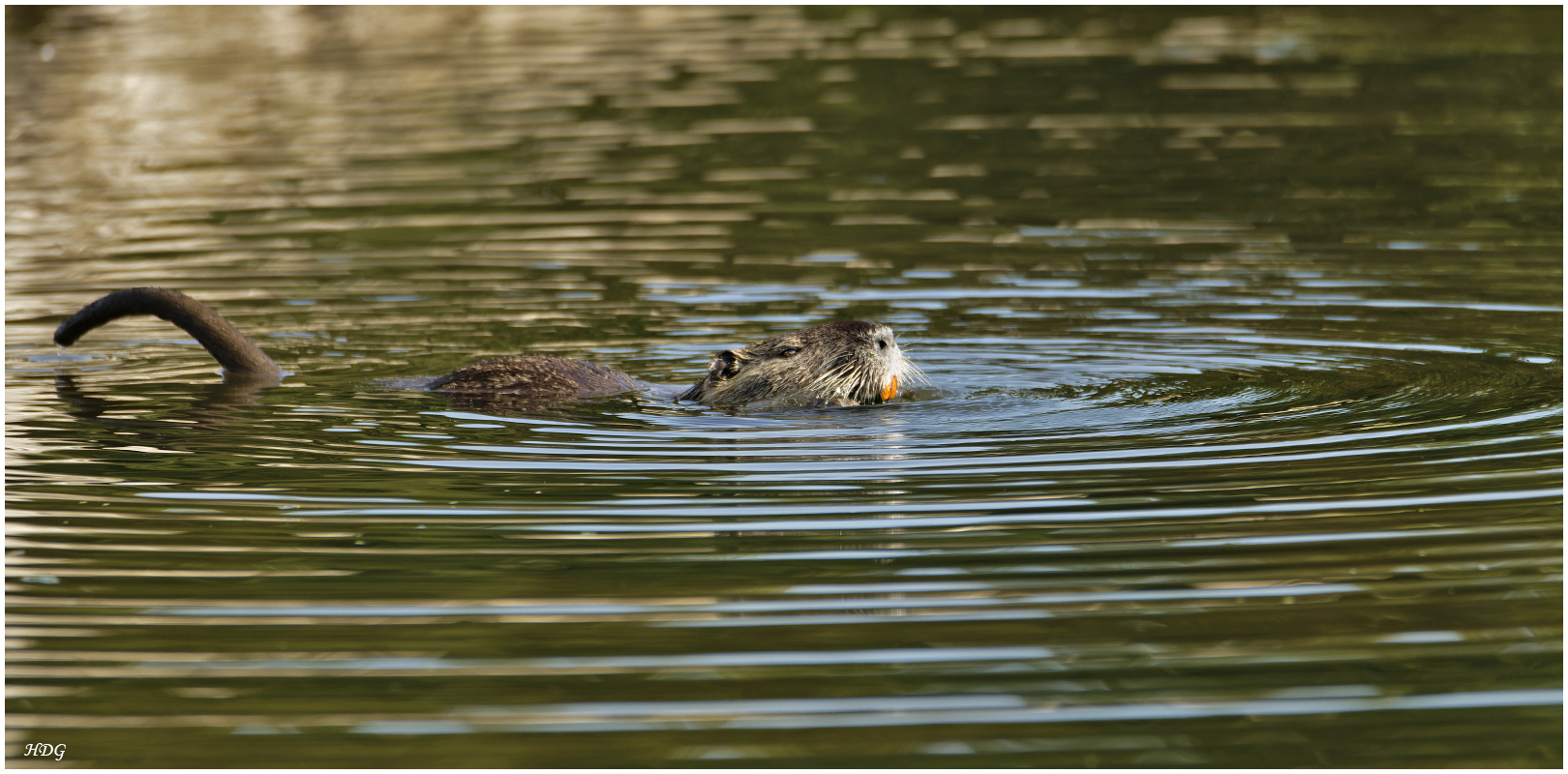 Als der Fischadler (3) ...