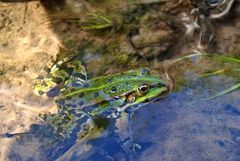 Als der Frosch ins Wasser sprang